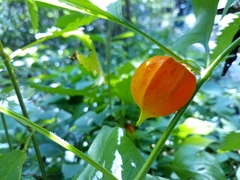 Alkekengi officinarum
