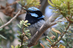 Malurus cyaneus