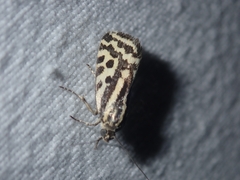 Acontia trabealis