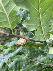 Andricus foecundatrix