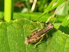 Pseudoxya diminuta