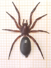 Scotophaeus blackwalli