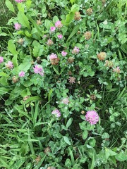 Trifolium pratense