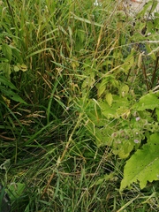Tragopogon orientalis