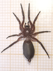 Scotophaeus blackwalli