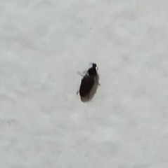 Insecta