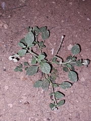 Heliotropium