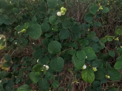 Symphoricarpos