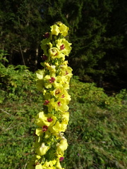 Verbascum nigrum