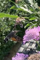 Macroglossum stellatarum