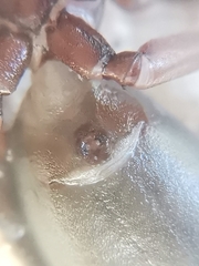 Scotophaeus blackwalli