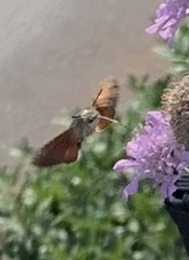 Macroglossum stellatarum