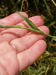 Tragopogon orientalis