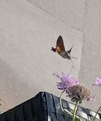 Macroglossum stellatarum