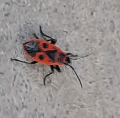 Pyrrhocoris apterus