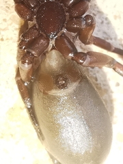 Scotophaeus blackwalli