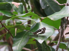 Phaedyma shepherdi