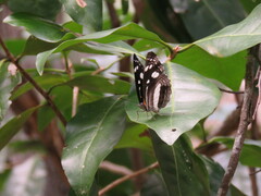 Phaedyma shepherdi