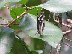 Phaedyma shepherdi