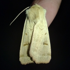 Dichagyris variabilis