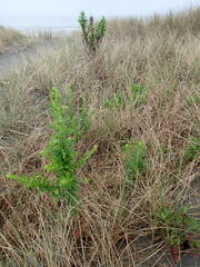 Senecio glastifolius