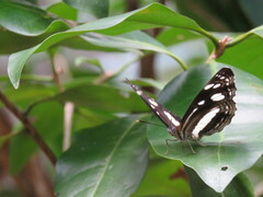 Phaedyma shepherdi