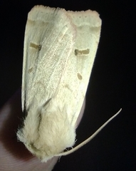 Dichagyris variabilis