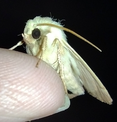 Dichagyris variabilis