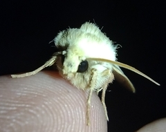 Dichagyris variabilis