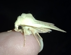 Dichagyris variabilis