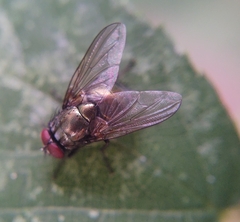 Eudasyphora