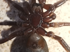 Scotophaeus blackwalli