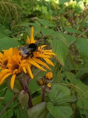 Bombus lucorum