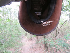 Hortophora
