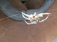 Hortophora