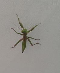 Schizomantodea