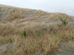 Senecio glastifolius