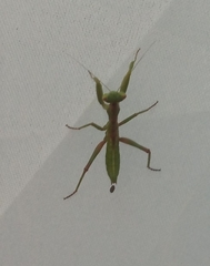 Schizomantodea