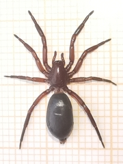 Scotophaeus blackwalli