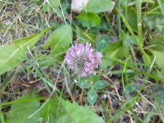 Trifolium