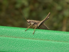 Pholidoptera griseoaptera