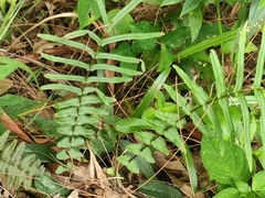Pteris vittata