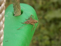 Pholidoptera griseoaptera