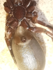 Scotophaeus blackwalli