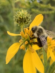 Bombus impatiens