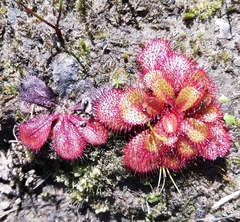 Drosera tubaestylis
