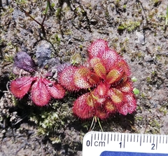 Drosera tubaestylis