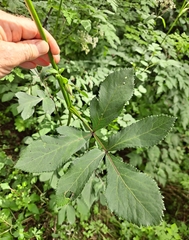 Angelica decursiva
