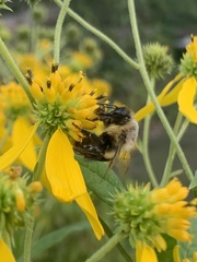 Bombus impatiens
