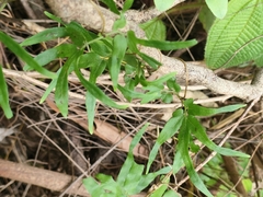 Lygodium japonicum